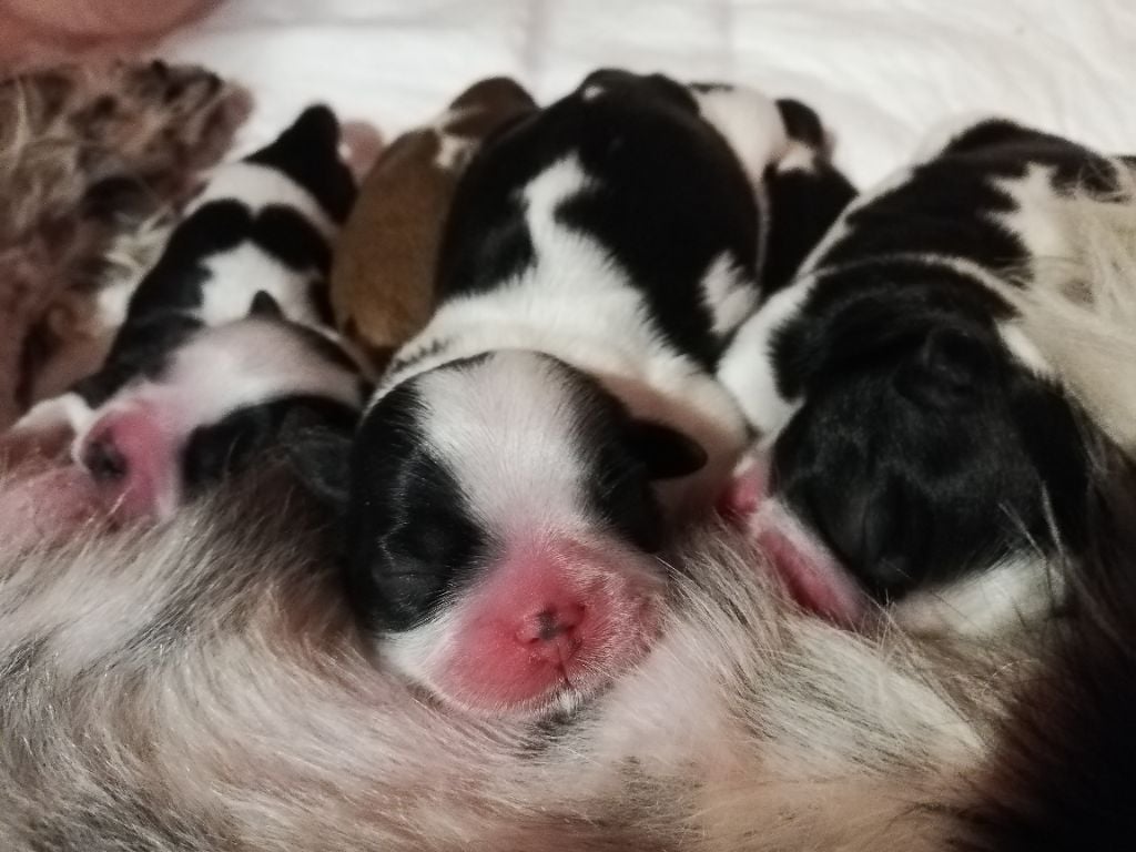 Sham's Edin -  Naissance de 6 magnifiques bébés shih tzu lof le 7 juin 2020 