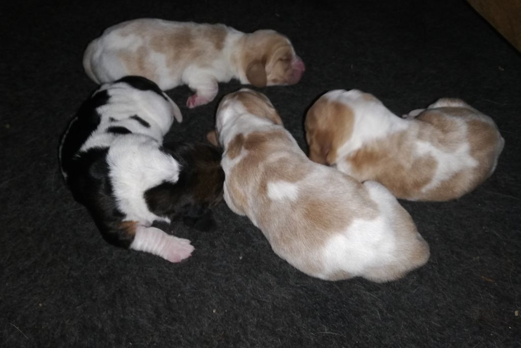 Sham's Edin - Les bébés basset hound sont nés le 27 novembre, 3 femelles et 1 mâle 