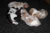  - Les bébés basset hound sont nés le 27 novembre, 3 femelles et 1 mâle 