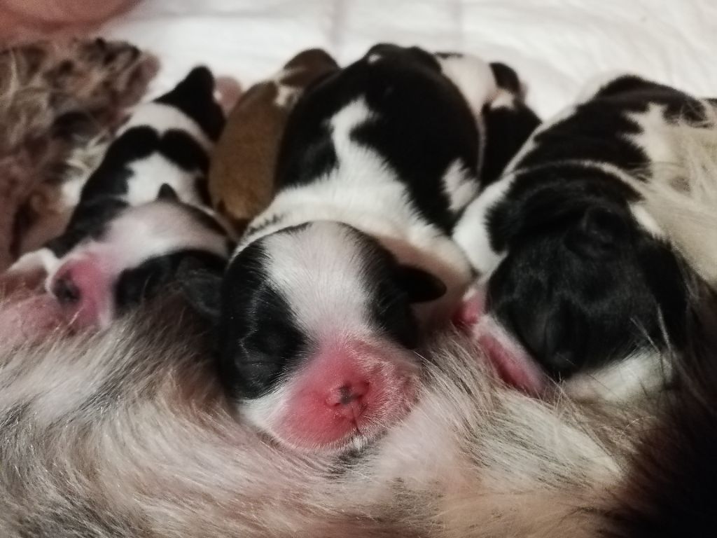 Sham's Edin - Naissance de 6 magnifiques bébés shih tzu lof le 7 juin 2020